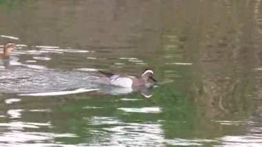 Vahşi yaşam, kuşlar. Garganey (Spatula querquedula), ördek türü, sulak alanlarda yaşar ve bitkiler ve böceklerle beslenir..