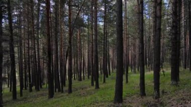 İskoç çam ormanları dünyada en yaygın ağaçlardan biridir. Rusya 'nın kuzey bölgelerinden Avrupa' nın önemli bir kısmına kadar, farklı iklim koşullarında geniş bir alanda yaşamaktadır..