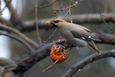 Hurma ağacıyla beslenen bohem kanat (Bombycilla garrulus) resmi.