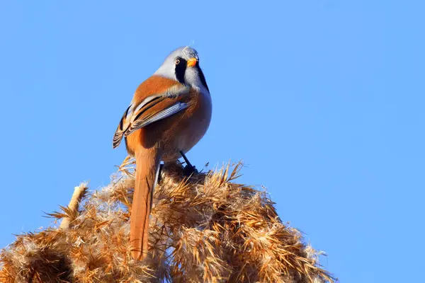 Vahşi yaşam, kuşlar. Sakallı sazlarla (Panurus biarmicus) kuşlar, böcekler ve sulak alanlarda yaşayan sazlıklar ile beslenirler..