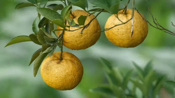 Yüksek miktarda C vitamini içeren greyfurtun yakın plan görüntüsü.