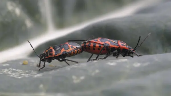 Çiftleşme mevsiminde Pyrrhocoridae ailesine ait bir böcek olan Avrupa kundakçısının yakın plan görüntüsü..