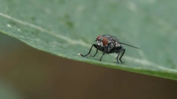 Yeşil yaprağa tünemiş siyah sineğin makro görüntüsü.