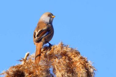 Vahşi yaşam, kuşlar. Sakallı sazlarla (Panurus biarmicus) kuşlar, böcekler ve sulak alanlarda yaşayan sazlıklar ile beslenirler..