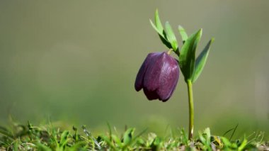 Ağlayan gelin olarak adlandırılan ters laleleri Kakar dağ sırasının 2300 rakımlı yaylalarında ve eteklerinde görmek mümkündür. Bu tepetaklak laleler, Haziran 'da çiçek açarlar..