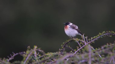 Vahşi yaşam kuşları. Avrupa Taşkakanı (Saxicola rubicola) fundalıklar, açık alanlar, çalılıklar vb. Böcekler, solucanlar ve diğer omurgasızlarla beslenirler..