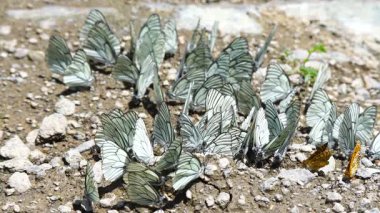 Kelebeklerin tuzlu ve nemli zeminde minerallerle beslendiği yakın çekim görüntüleri..
