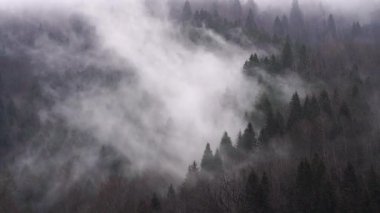 Çam, sedir, kayın ve ladin ağaçlarından çıkan sisin yarattığı bir görüntü. Sis denizi ve ışık demetleri ormanın üzerinde dalgalar halinde hareket ediyor..