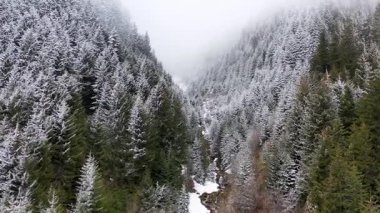 Dağlar, ormanlar ve ağaçlar karla kaplıydı. Çam, sedir, hornbeam ormanları. Dokunulmamış dağlardan ve ormanlardan bir doğa manzarası.