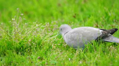 Avrasya yakalı güvercini (Streptopelia decaocto) orman kenarları, ormanlık açık arazi, tarım alanları, verimli ovalar onların yaşam alanlarıdır. Orta ve Güney Avrupa, Orta Asya, Orta Doğu ve Kuzey Afrika 'ya yayılmıştır.. 