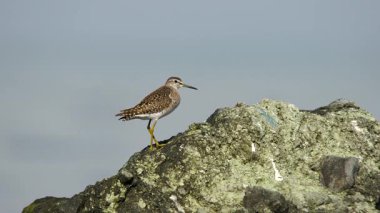 Wood Sandpiper (Tringa glareola), çulluk ve göçmen bir kuş türüdür. Tatlı su, deniz kenarı, göller, göletler, akarsular yakınında yaşarlar. Böceklerle, kabuklularla, yumuşakçalarla beslenebilirler..