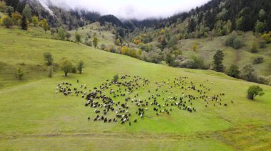 Çoban köpekleri ve çoban köpekleri eşliğinde yeşil çayırlarda otlayan koyun sürüsünün drone görüntüsü..