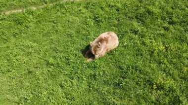 Çimlerle beslenen yaşlı kahverengi ayının yakın çekim görüntüleri..