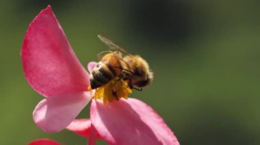 Bal arısının çiçeklerden bal ve polen topladığı makro görüntüler.