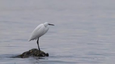 Vahşi yaşam, kuşlar. Küçük balıkçıl (Egretta garzetta) bataklıklarda ve sulak alanlarda yaşar. Sulak alanların yakınındaki çalılıklara ve ağaçlara yuva yaparlar. Balık, amfibi, kabuklular ve böceklerle beslenirler..