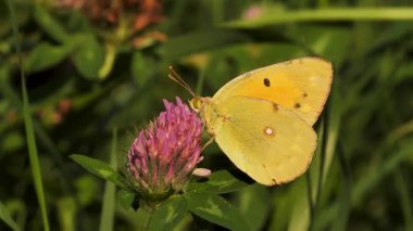 Sarı kelebeğin uzun hortumuyla çiçeklerden nektar topladığı makro görüntüler..