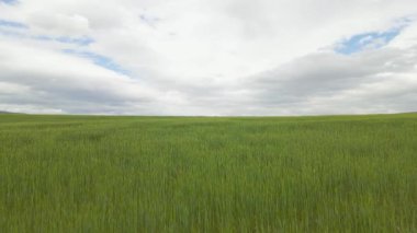 Yeşil buğday tarlalarının ve bulutlu mavi gökyüzünün görüntüsü.