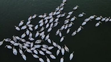 Vahşi yaşam, kuşlar. Büyük beyaz pelikan (Pelecanus onocrotalus) balık zengini taze lagünlerde, bataklıklarda ve sığ deniz kıyılarında koloniler halinde yaşar ve yuva yapar. Genellikle balık ve amfibilerle beslenirler..