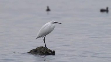 Vahşi yaşam, kuşlar. Küçük balıkçıl (Egretta garzetta) bataklıklarda ve sulak alanlarda yaşar. Sulak alanların yakınındaki çalılıklara ve ağaçlara yuva yaparlar. Balık, amfibi, kabuklular ve böceklerle beslenirler..