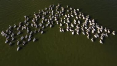 Vahşi yaşam, kuşlar. Büyük beyaz pelikan (Pelecanus onocrotalus) balık zengini taze lagünlerde, bataklıklarda ve sığ deniz kıyılarında koloniler halinde yaşar ve yuva yapar. Genellikle balık ve amfibilerle beslenirler..