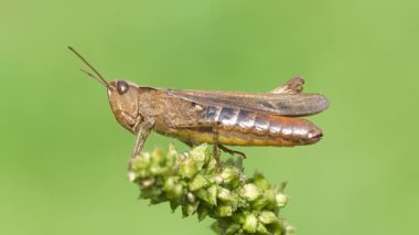 Küresel iklim değişikliği ve hava sıcaklığıyla hızla artan çekirgelerin görüntüsü bitkiler ve tarımsal alanlara ciddi zarar veriyor.