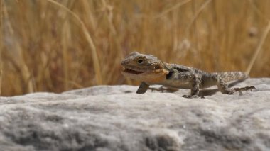 Böceklerle beslenen dikenli kertenkelenin yakın plan çekimi..