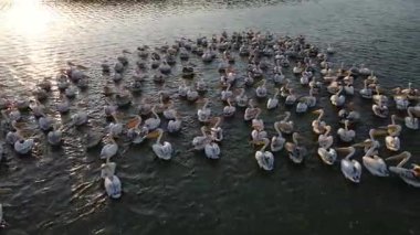 Vahşi yaşam, kuşlar. Büyük beyaz pelikan (Pelecanus onocrotalus) balık zengini taze lagünlerde, bataklıklarda ve sığ deniz kıyılarında koloniler halinde yaşar ve yuva yapar. Genellikle balık ve amfibilerle beslenirler..