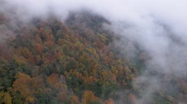 Sonbahar renkleriyle süslenmiş ağaçlarla dolu sisli bir orman görüntüsü..