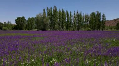 Baharda yeşillikler arasında mor çiçeklerin drone görüntüleri.