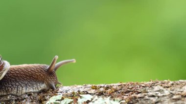 Salyangozlar yumuşakçalar sınıfında kabuklu kara hayvanlarıdır. Onlar nemli ve yağmurlu yerlerde yaşıyorlar..