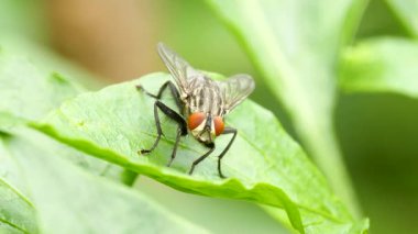 Yeşil yaprağa tünemiş siyah sineğin makro görüntüleri.