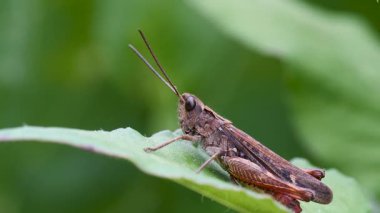 Küresel iklim değişikliği ve hava sıcaklığıyla hızla artan çekirgelerin görüntüsü bitkiler ve tarımsal alanlara ciddi zarar veriyor.