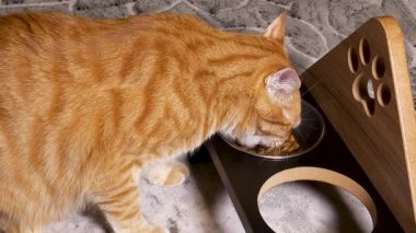 Sokak kedilerinin yemek yeme görüntüleri.