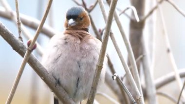 Vahşi yaşam, kuşlar. Papatya çitleri açık ormanları tercih eder. Parklarda ve bahçelerde, ekilmiş tarlalarda, bahçelerde ve çalılarda çok yaygındır. Çekirdekler, böcekler, örümcekler, solucanlar ve meyvelerle beslenirler..