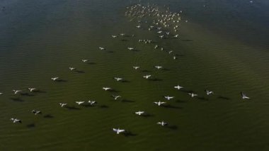 Vahşi yaşam, kuşlar. Büyük beyaz pelikan (Pelecanus onocrotalus) balık zengini taze lagünlerde, bataklıklarda ve sığ deniz kıyılarında koloniler halinde yaşar ve yuva yapar. Genellikle balık ve amfibilerle beslenirler..