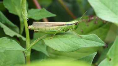 Küresel iklim değişikliği ve hava sıcaklığıyla hızla artan çekirgelerin görüntüsü bitkiler ve tarımsal alanlara ciddi zarar veriyor.