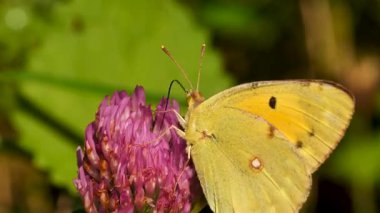 Sarı kelebeğin uzun hortumuyla çiçeklerden nektar topladığı makro görüntüler..