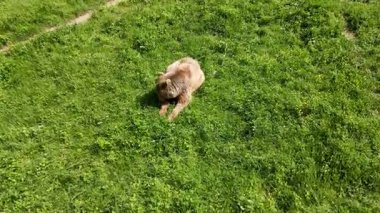 Çimlerle beslenen yaşlı kahverengi ayının yakın çekim görüntüleri..