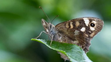 Sarı kelebeğin uzun hortumuyla çiçeklerden nektar topladığı makro görüntüler..