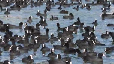 Vahşi yaşam, kuşlar. Avrasya yaban ördeği durgun tatlı su, göller, göletler ve göller gibi tatlı ya da hafif tuzlu sularda yaşar. Bitkiler, tohumlar ve böcekler gibi canlılarla beslenirler..