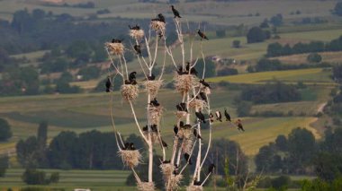 Gölün ortasındaki ağaçta yuva yapan büyük bir karabatak kolonisinin (Phalacrocorax carbo) görüntüleri.