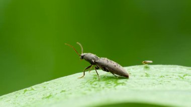 Kabuklu siyah böceğin yakın çekim görüntüleri..