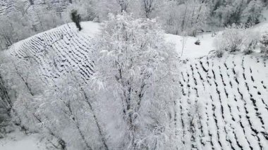 Dağlar, ormanlar ve ağaçlar karla kaplıydı. Hornbeam ormanları. Dokunulmamış dağlardan ve ormanlardan bir doğa manzarası.