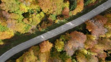 Sonbahar renkleriyle süslenmiş ormandan geçen yolun drone görüntüleri..