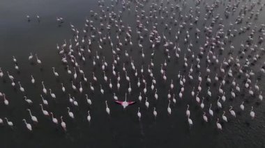 Vahşi yaşam, kuşlar. Flamingolar göllerde, tuz göllerinde veya durgun sulara sahip göllerde büyük gruplar halinde yaşarlar. Genellikle yengeç, karides ve yosun gibi eklembacaklılarla beslenirler..