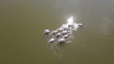 Vahşi yaşam, kuşlar. Büyük beyaz pelikan (Pelecanus onocrotalus) balık zengini taze lagünlerde, bataklıklarda ve sığ deniz kıyılarında koloniler halinde yaşar ve yuva yapar. Genellikle balık ve amfibilerle beslenirler..