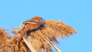 Vahşi yaşam, kuşlar. Sakallı sazlarla (Panurus biarmicus) kuşlar, böcekler ve sulak alanlarda yaşayan sazlıklar ile beslenirler..