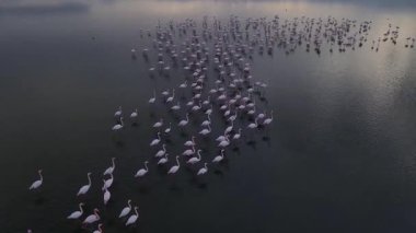 Vahşi yaşam, kuşlar. Flamingolar göllerde, tuz göllerinde veya durgun sulara sahip göllerde büyük gruplar halinde yaşarlar. Genellikle yengeç, karides ve yosun gibi eklembacaklılarla beslenirler..