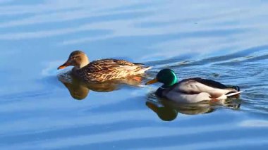Vahşi yaşam, kuşlar. Yaban ördeği, en büyük yüzey ördeği, durgun ya da yavaş akan taze ve tuzlu sularda yaşar. Suda ve tohumlarında oluşan bitkilerle beslenirler..