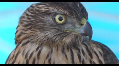 Vahşi yaşam, kuşlar. Avrasya Atmaca (